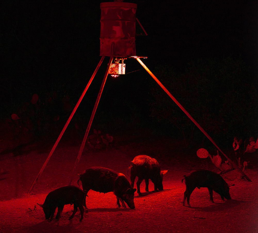 Pig Oil Hog Attractant