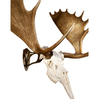 SKULL HOOKER, The Big Hooker