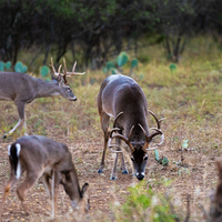 BUCK OIL Deer Attractant