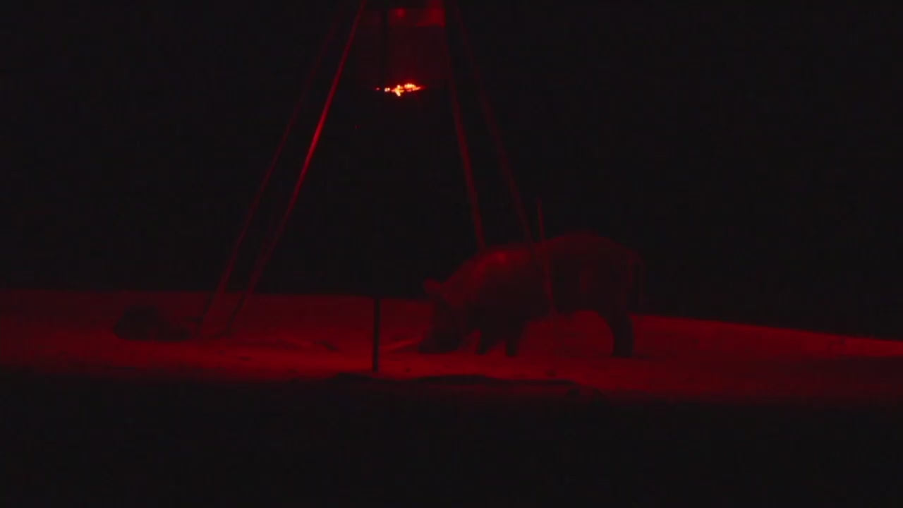 BLIND SIDER-X2 Motion Activated Feeder-Bait Light